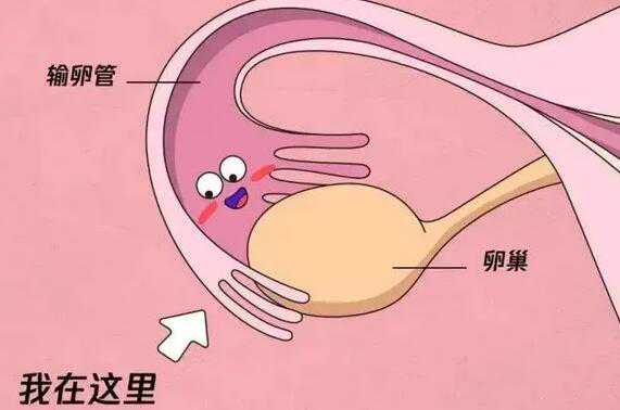 <b>北京306医院生殖中心借卵生男孩费用预估3-12万元?</b>